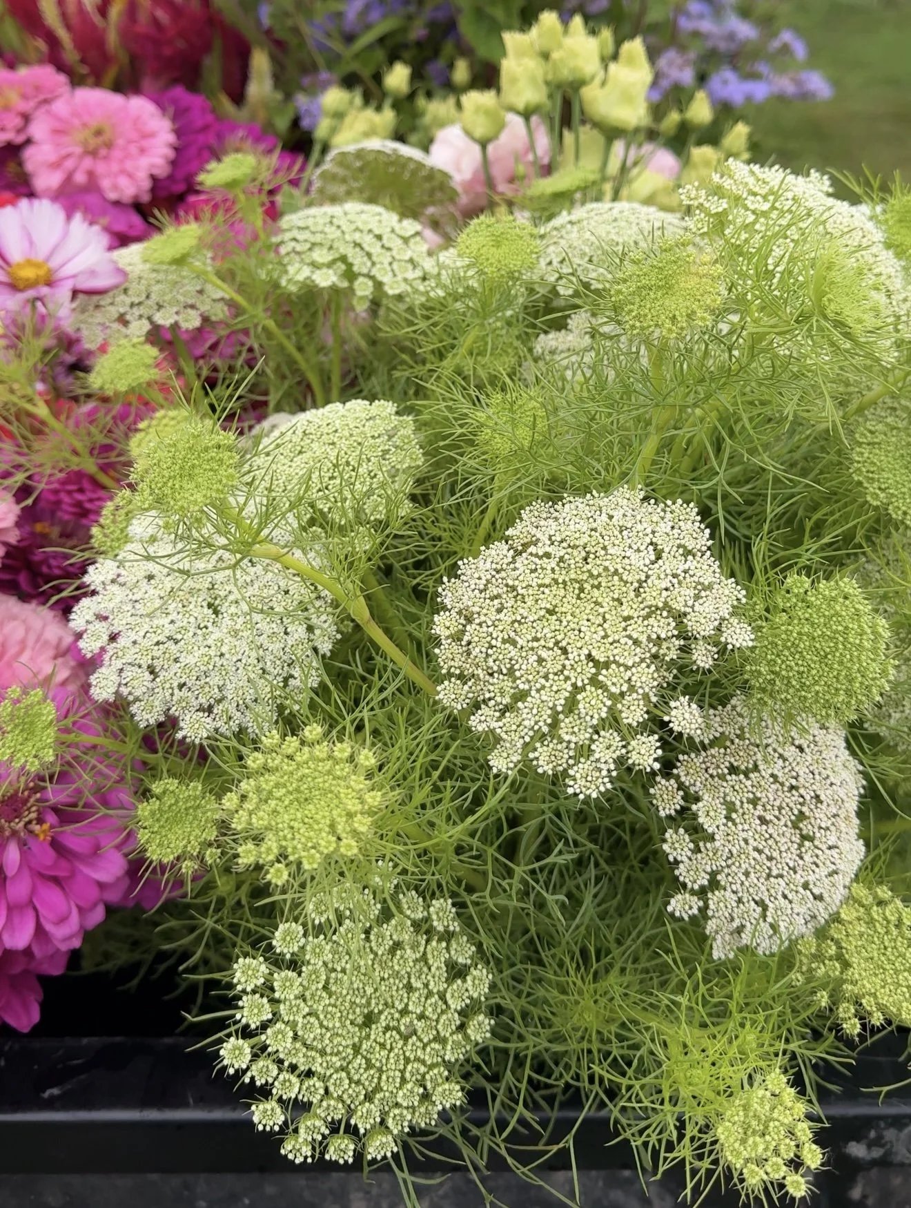 Iowa Flower Farm & Lavender Farm | PepperHarrow Farm